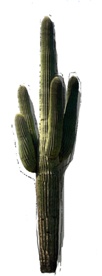 Saguaro