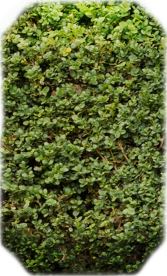 Berberis thunbergii - hedge