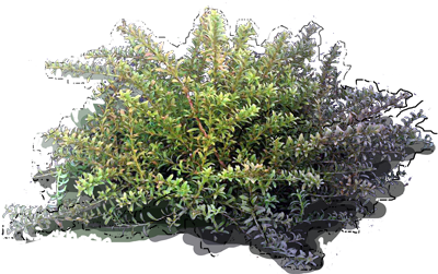 Alpine Totara