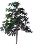 Trumpet Tree