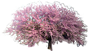 Judas Tree