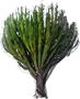 Wilczomlecz olbrzymi