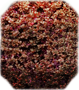 Berberys strzyżony  "Artopurpurea" niski