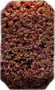 Berberys strzyżony "Artopurpurea"