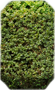 Berberis thunbergii - hedge