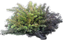 Alpine Totara